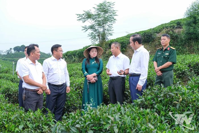 Đồng chí Phó Chủ tịch UBND tỉnh Thái Nguyên Nguyễn Thị Loan và các đại biểu tham quan nương chè Khe Cốc.