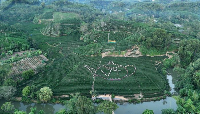 Hình ấm trà được người dân xếp nổi bật giữa đồi chè Vô Tranh.