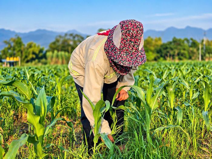 Ở đồng Mường Lò, ban ngày người dân tất bật với ruộng đồng, tối đến hàng nghìn nông dân, học sinh lại cùng hội tụ trên sân tập, hòa nhịp trong vòng đại xòe 2.026 người,