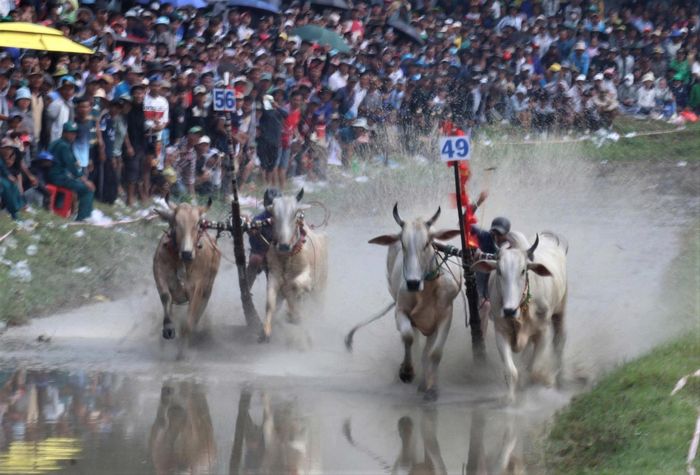 Các đôi bò tranh tài quyết liệt