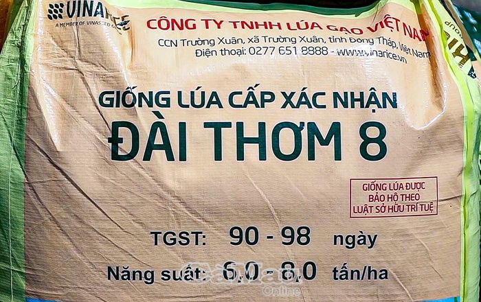  Giống lúa Đài Thơm 98 được cấp cho nông dân phường An Xuyên, phù hợp với sản xuất vụ đông xuân.