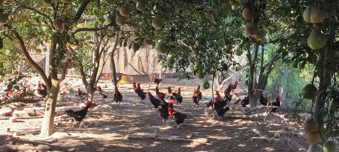 Hồng Sơn từng bước khắc phục tình trạng sản xuất nhỏ lẻ, nâng cao giá trị sản phẩm và khả năng tiêu thụ. Ảnh: Hoàng Anh