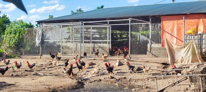 Xây dựng nông thôn mới ở Hồng Sơn gắn với phát huy tiềm năng, thế mạnh lĩnh vực nông nghiệp. Ảnh: Hoàng Anh