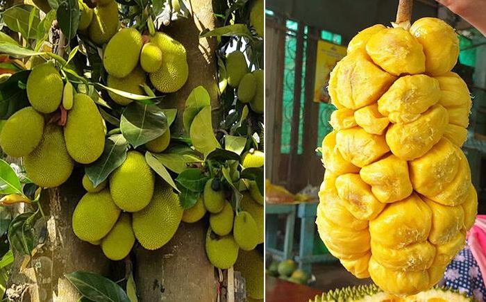 Múi mít tố nữ rặc mềm, mọng, ít xơ, hạt khá lớn nhưng phần thịt có độ dày nhất định - Ảnh minh hoạ