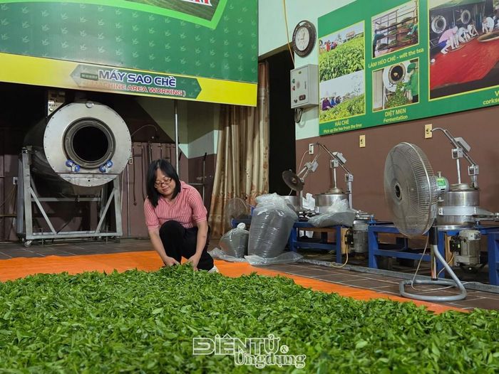 Du khách trải nghiệm phơi chè.