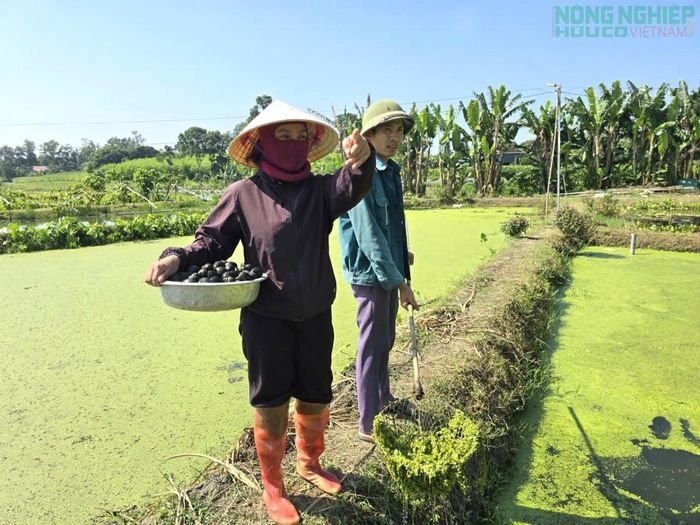 Việc tận dụng các loại thức ăn hữu cơ sẵn có giúp giảm chi phí đầu vào, phát triển sản xuất.