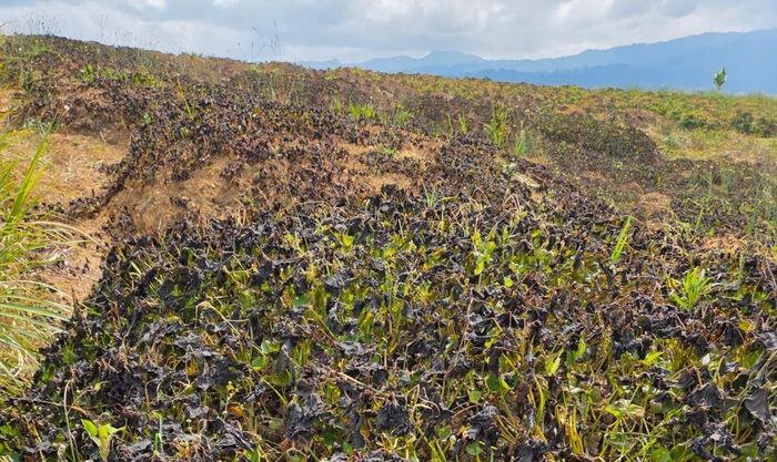 El Niño gây hạn hán tàn phá cây trồng ở Papua New Guinea. (Ảnh: The Guardian)