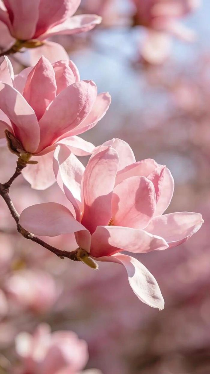 Theo quan niệm dân gian, trẻ sinh giờ Mão cũng được xem là có duyên với tài lộc và mang nguồn năng lượng tích cực đến gia đình. Ảnh minh họa