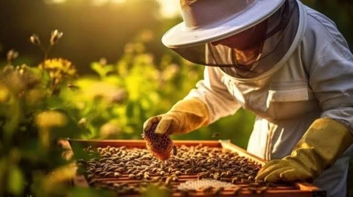 Nuôi ong là một công việc đặc biệt ở Mỹ. Ảnh: Agritell.com.