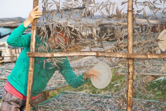 Cá cơm được trải trên giàn lưới để đón nắng, gió biển; người làm nghề phải thường xuyên đảo, dàn cá và theo dõi thời tiết