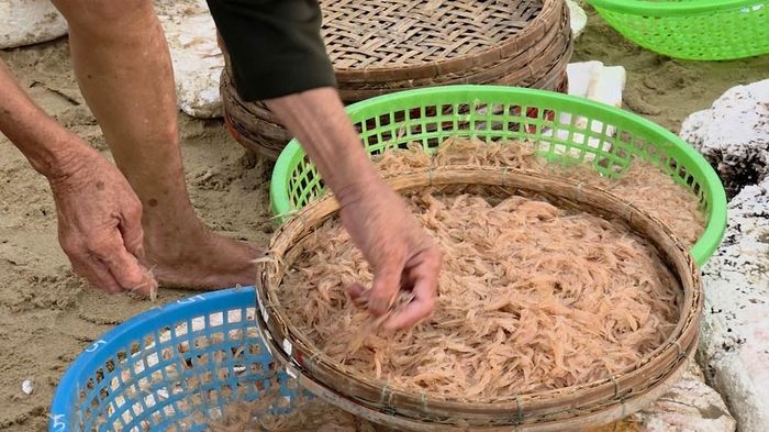 Những rổ ruốc được lựa chọn, sơ chế để làm mắm hoặc phơi khô