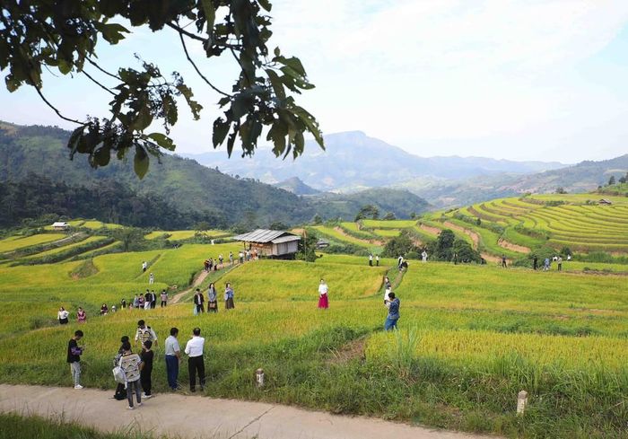Đông đảo du khách tham quan, trải nghiệm giữa những thửa ruộng bậc thang đang vào mùa lúa chín, cảm nhận vẻ đẹp bình dị của thiên nhiên và cuộc sống vùng cao. Ảnh: Xuân Tư - TTXVN