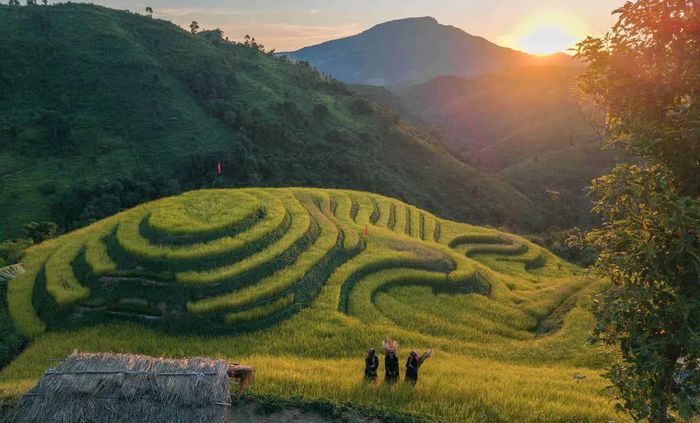 Sắc vàng mùa lúa chín trên ruộng bậc thang Pu Nhi. Ảnh: Xuân Tư - TTXVN