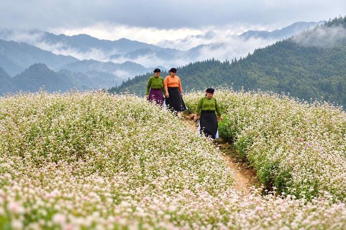 Phụ nữ vùng cao giữa cánh đồng tam giác mạch mùa hoa. Ảnh: Minh Tâm-TTXVN