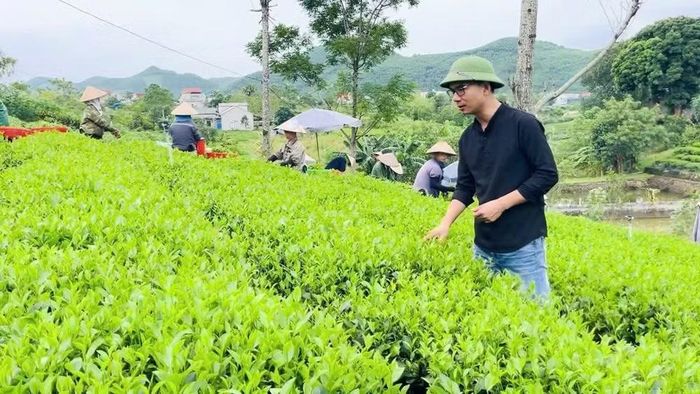 Nghệ nhân Kiều Cao Dũng trực tiếp kiểm tra chất lượng trà tại đồi trà nguyên liệu ở Thái Nguyên.