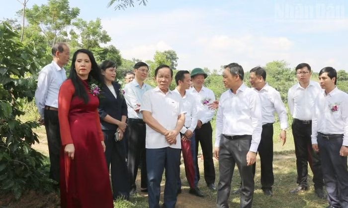 Lãnh đạo Ủy ban nhân dân tỉnh Sơn La cùng đoàn công tác tham quan vùng nguyên liệu Bình Nguyên tại bản Bình Nguyên, xã Bình Thuận, tỉnh Sơn La. (Ảnh: QUỐC TUẤN)