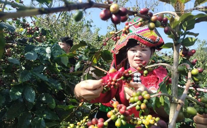 Sơn La có hơn 9 sản phẩm cà-phê đạt OCOP và duy trì 5 chuỗi liên kết. (Ảnh: QUỐC TUẤN)