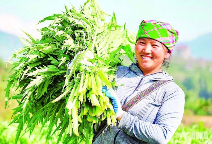  Các hộ dân ở phường Sa Pa, tỉnh Lào Cai bước vào mùa thu hoạch lá actiso năm 2025. Ảnh: CÔNG HẢI