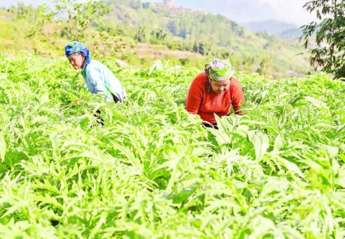  Các hộ dân ở phường Sa Pa, tỉnh Lào Cai bước vào mùa thu hoạch lá actiso năm 2025. Ảnh: CÔNG HẢI  