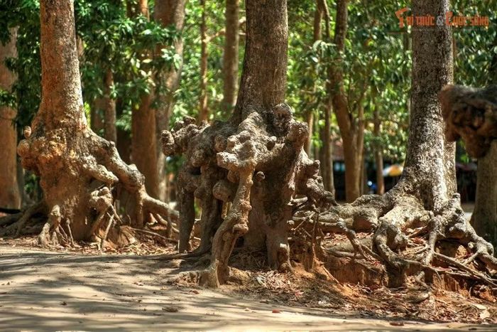 Cây cổ thụ ở phường Nguyệt Hóa, tỉnh Vĩnh Long. Ảnh: Quốc Lê. 