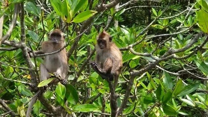 Khỉ đuôi dài thích nghi với môi trường rừng ngập mặn ở Langkawi và góp phần phát tán hạt giống trong hệ sinh thái. (Nguồn: Nikkei Asia)
