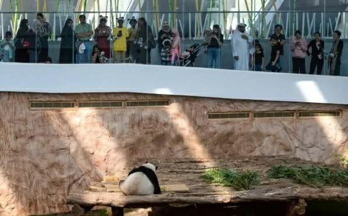 Qatar trở thành quốc gia đầu tiên tại Trung Đông tiếp nhận gấu trúc lớn khi hai cá thể Si Hai và Jing Jing đến đây vào năm 2022, ngay trước thềm Giải vô địch bóng đá thế giới FIFA. (Nguồn: Tân Hoa Xã)