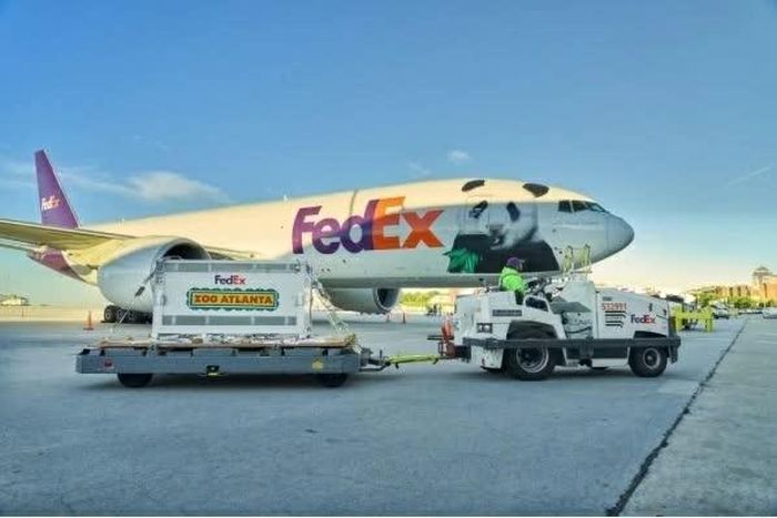 Máy bay chở hai gấu trúc Ping Ping và Fu Shuang hạ cánh sân bay tại Atlanta (Mỹ). (Nguồn: Getty Images)
