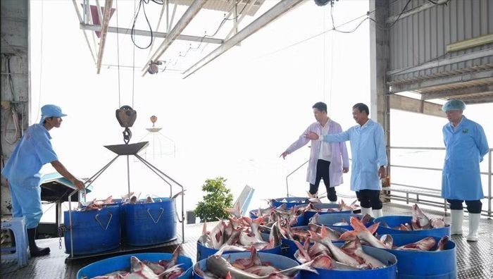 Lãnh đạo Bộ NN&MT kiểm tra khu vực tiếp nhận nguyên liệu thủy sản của một doanh nghiệp ở Vĩnh Long. Ảnh: Phạm Hân.
