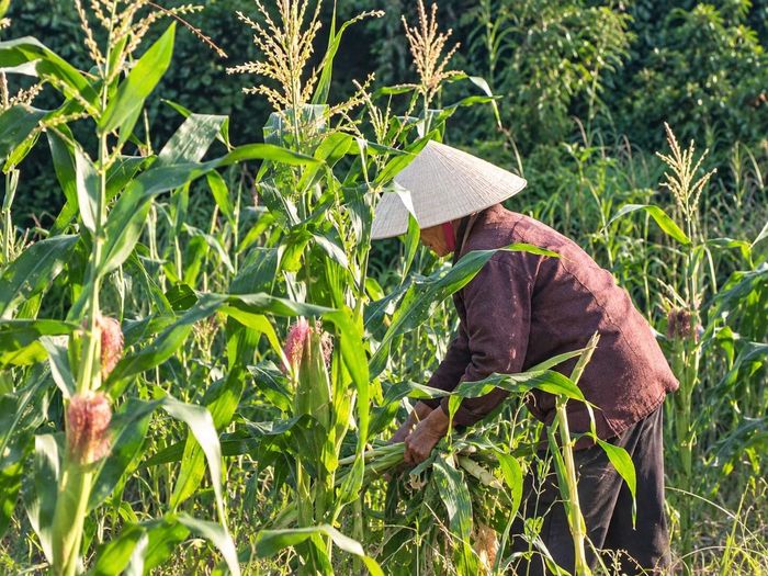Một trong những vấn đề được người dân phản ánh nhiều nhất là nguồn nước tại các khe, suối chảy qua khu dân cư. Bà Phạm Thị Lý cho biết, có thời điểm, nước suối được người dân quan sát thấy có màu đen đậm, đặc biệt vào buổi sáng. Những biểu hiện bất thường về màu nước là vấn đề cần được cơ quan chuyên môn lấy mẫu, kiểm nghiệm để xác định chính xác chất lượng nguồn nước cũng như nguyên nhân.