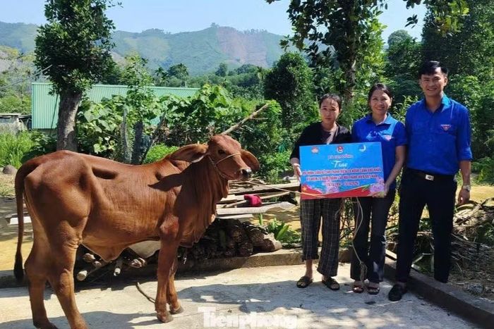 Những con bò giống được trao tặng kỳ vọng trở thành nguồn sinh kế lâu dài, giúp các gia đình có thêm thu nhập, từng bước cải thiện cuộc sống.
