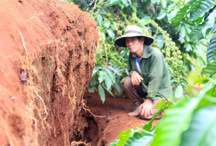 Những mảng đất lớn đang bị trượt dần xuống vực suối.