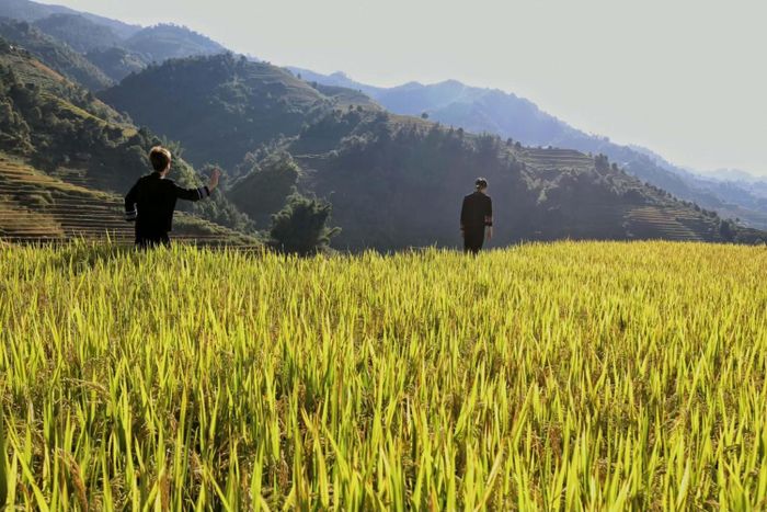 Mùa lúa chín cũng là thời điểm người dân tất bật với công việc đồng áng.