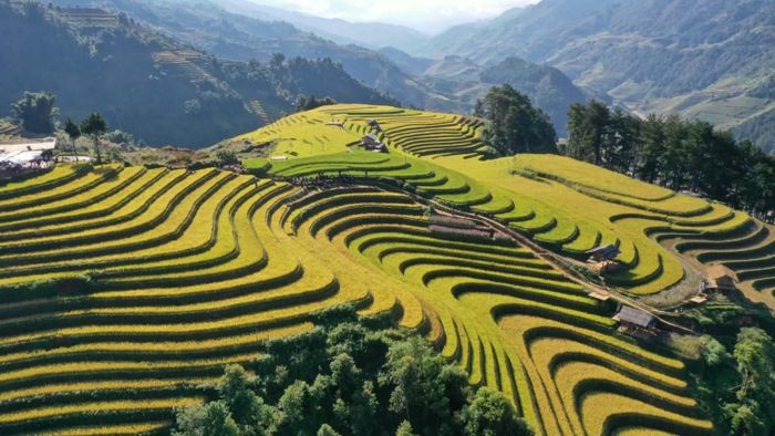 Những nếp nhà nhỏ giữa ruộng lúa chín vàng.