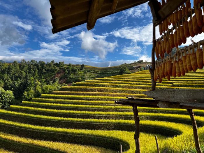 Chòi ngắm cảnh được dựng dọc các triền ruộng.