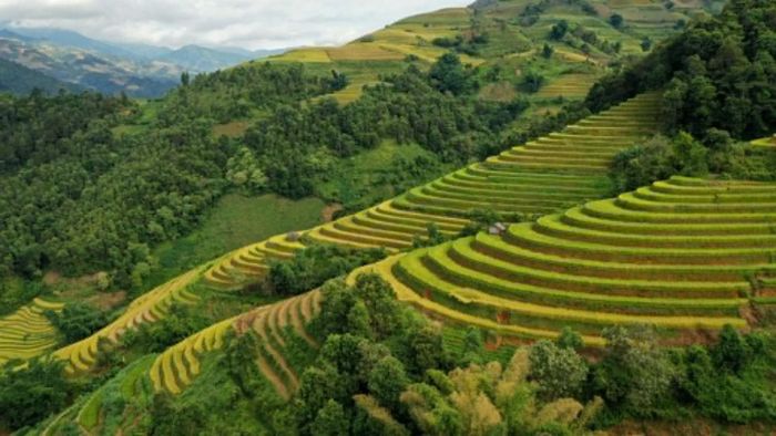 Hình ảnh đặc trưng khu vực miền núi phía Bắc mỗi mùa lúa chín.
