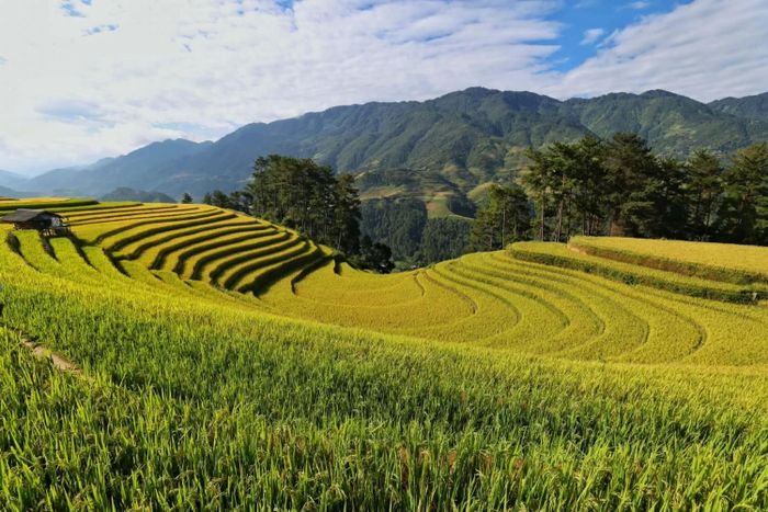 Những đường cong mềm mại vàng óng.