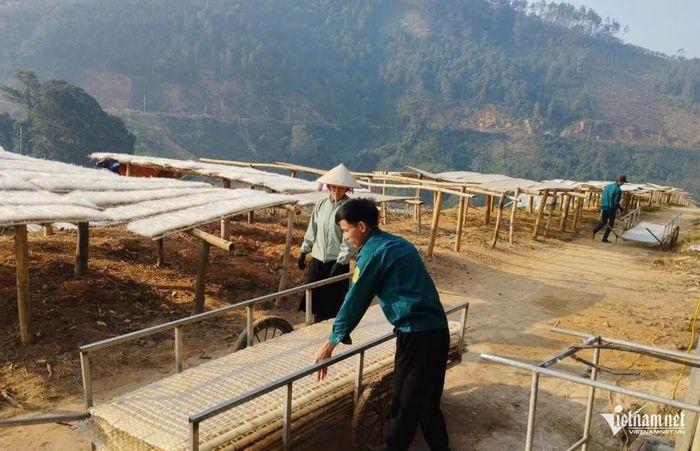 Những sợi miến dong trong veo được xếp thành từng dãy ở khu vực phơi