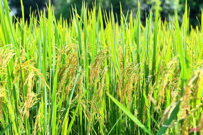 Công ty CP Giống cây trồng và Thương mại Hà Tĩnh tiếp tục nâng cao năng lực sản xuất, mở rộng hợp tác, phát triển các vùng liên kết sản xuất.