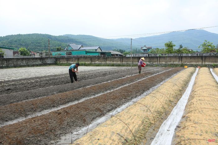 Sản xuất theo hình thức luân phiên, cây rau giống được nông dân thôn Hồng Lĩnh cung cấp thường xuyên ra thị trường trong suốt vụ đông.