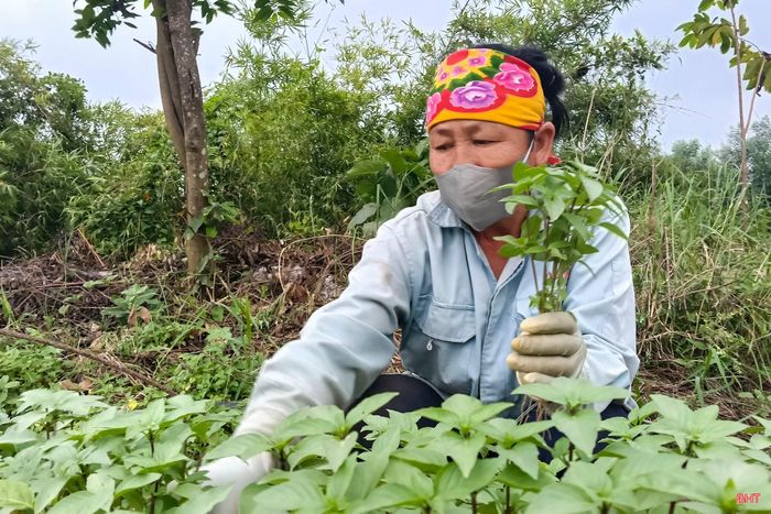 Nhiều năm qua, sản xuất cây rau giống mang lại thu nhập khá cho nông dân thôn Hồng Lĩnh (xã Can Lộc).