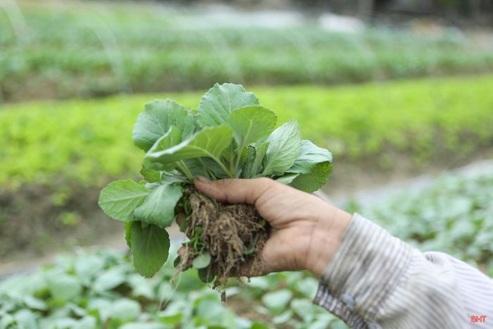 Các loại cây rau giống cao cấp như súp lơ, su hào của thôn Hồng Lĩnh được có nguồn giống đảm bảo, cho năng suất cao.