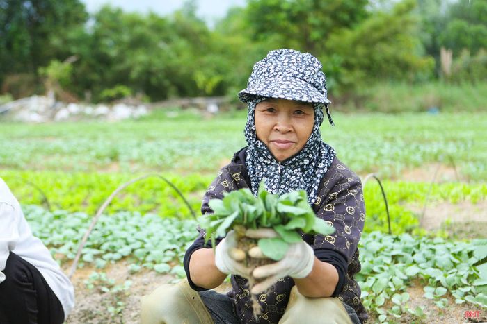 Nông dân thôn Hồng Lĩnh (xã Can Lộc) rộn ràng thu hoạch cây rau giống.
