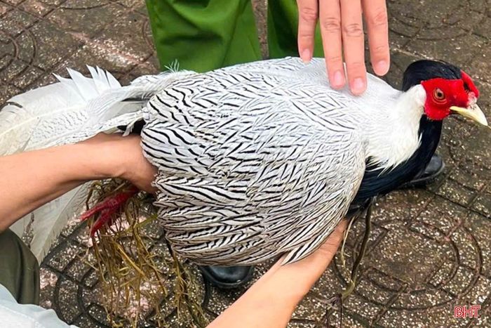 Cá thể gà lôi trắng được người dân phát hiện.