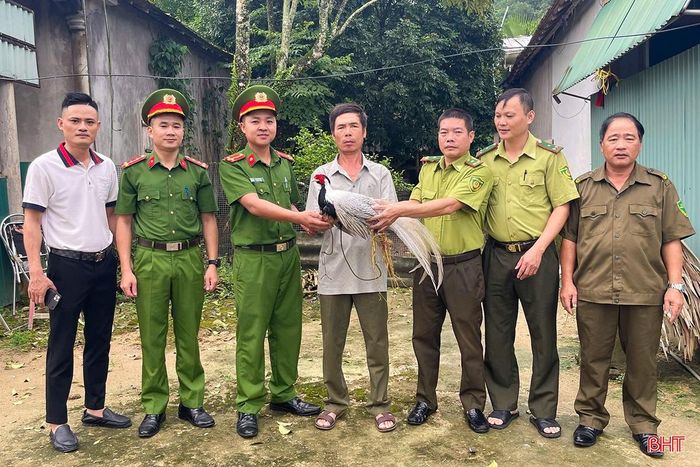Ông Nguyễn Thái Diệu bàn giao cá thể gà lôi trắng cho lực lượng chức năng.