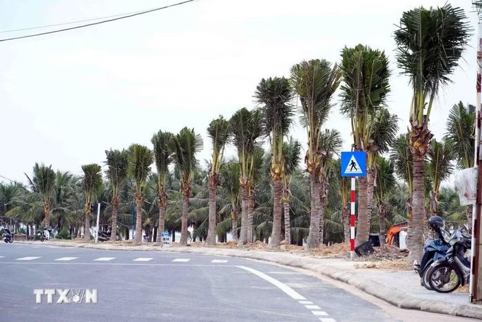 Hàng dừa mới trồng dọc đường Trương Pháp, phường Đồng Hới (Quảng Trị), từng bước tạo cảnh quan xanh cho khu vực bãi biển Nhật Lệ, góp phần nâng cao mỹ quan đô thị và phục vụ phát triển du lịch. (Ảnh: Tá Chuyên/TTXVN
