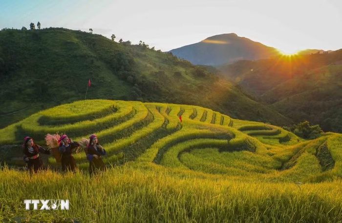Vẻ đẹp ruộng bậc thang Pu Nhi trong ánh nắng hoàng hôn. (Ảnh: Xuân Tư/TTXVN)