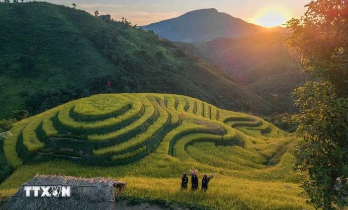 Sắc vàng mùa lúa chín trên ruộng bậc thang Pu Nhi. (Ảnh: Xuân Tư/TTXVN)