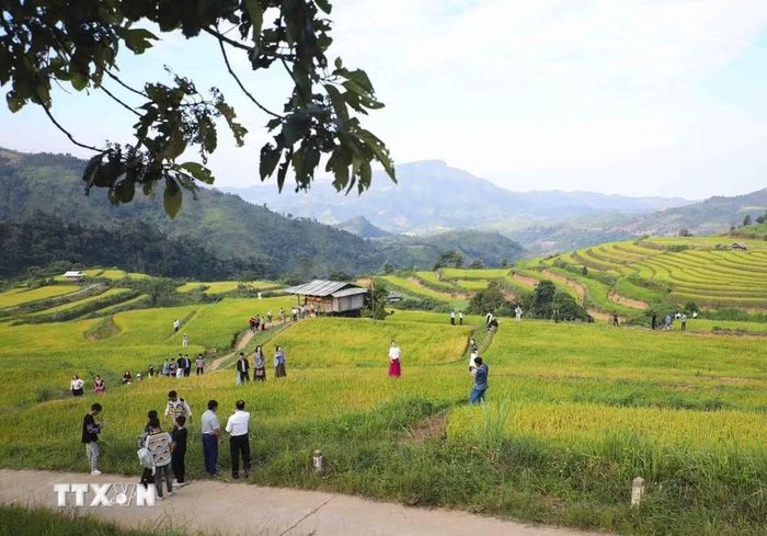 Đông đảo du khách tham quan, trải nghiệm giữa những thửa ruộng bậc thang đang vào mùa lúa chín, cảm nhận vẻ đẹp bình dị của thiên nhiên và cuộc sống vùng cao. (Ảnh: Xuân Tư/TTXVN)