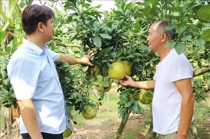 Nhờ được chăm sóc đúng quy trình hướng dẫn của cơ quan chuyên môn theo tiêu chuẩn sản xuất sạch nên bưởi đào Lập Lễ ở xã Hà Đông được nhiều khách hàng tin dùng, thị trường tiêu thụ thuận lợi.