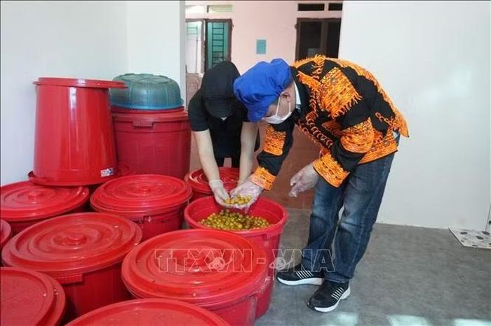 Hợp tác xã kiểm tra chất lượng quả chanh rừng sau thời gian ngâm ủ.